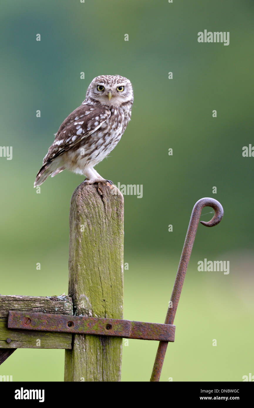Steinkauz (Athene Noctua) - eine wilde Vogel im Vereinigten Königreich Stockfoto