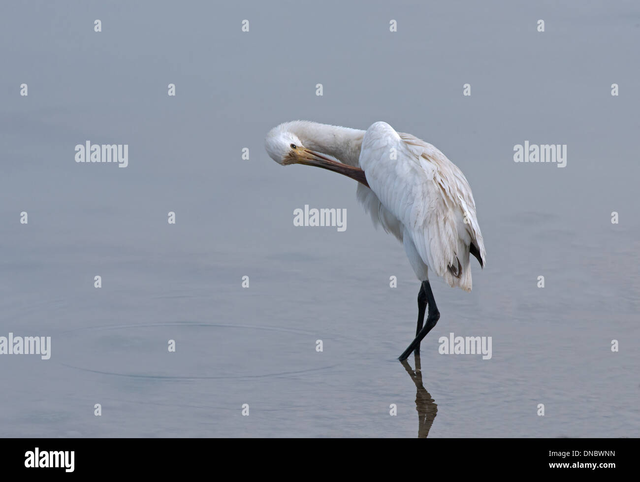 Juvenile Löffler-Platalea Leucorodia, Preening.Newhaven Gezeiten, Newhaven, England, Vereinigtes Königreich Stockfoto