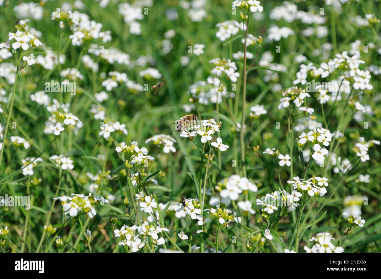 Biene auf dem Gebiet der weißen Blüten Stockfoto