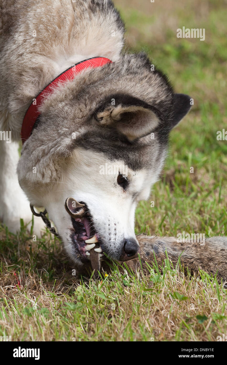 Haushund, Rasse; Siberian Husky (Canis Lupus Familiaris), mit typische Prämolaren, Molar, Eckzähne, um ein Kaninchen zu essen. Stockfoto