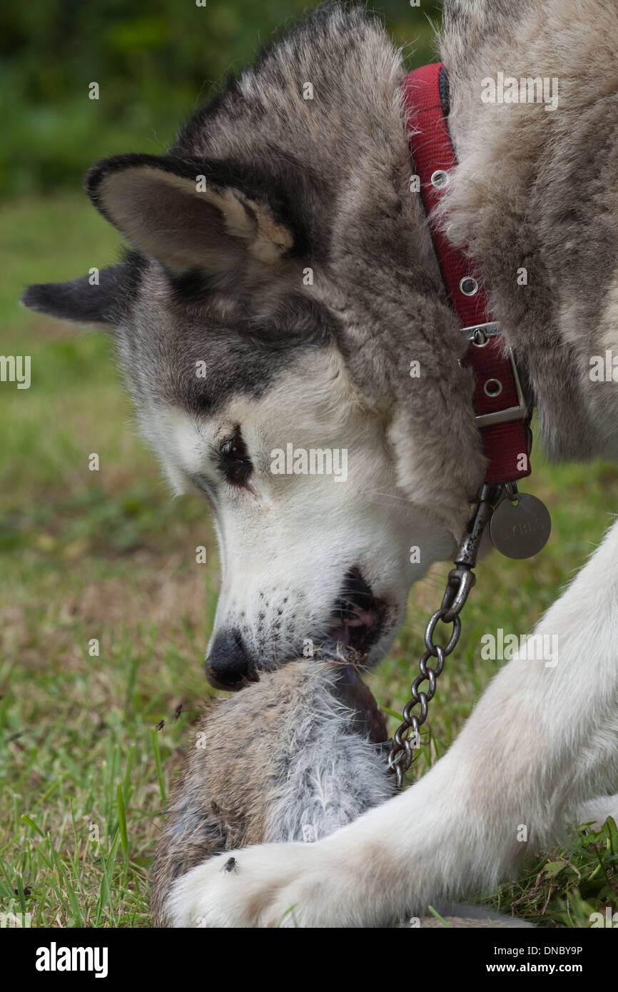 Siberian Husky (Canis Lupus Familiaris). Um ein Wildkaninchen (Oryctolagus Cuniculus), Essen Karkasse. Stockfoto