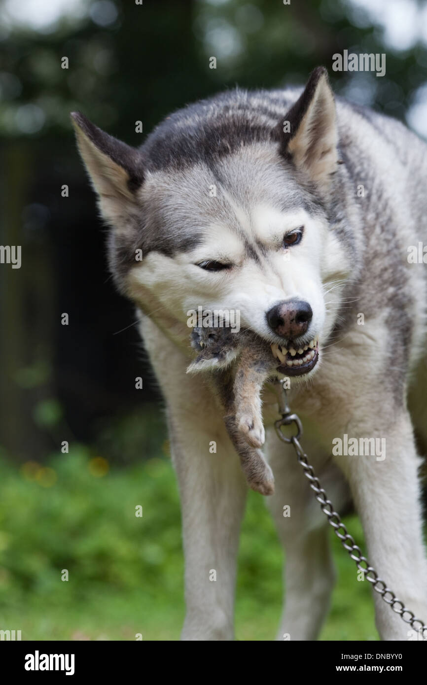 Siberian Husky (Canis Lupus Familiaris). Essen hinten ein Kaninchen (Oryctolagus Cuniculus). Stockfoto