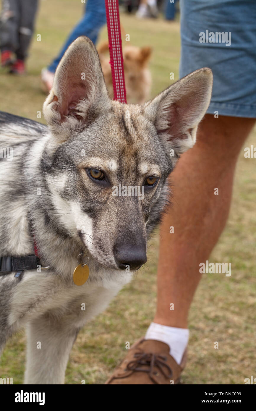 Nördlichen britischen Inuit Wolf Hund (Canis l. Familiaris). Selektiv gezüchtet Rasse mit Erscheinungsbild von Vorfahren Wolf C. lupus Stockfoto