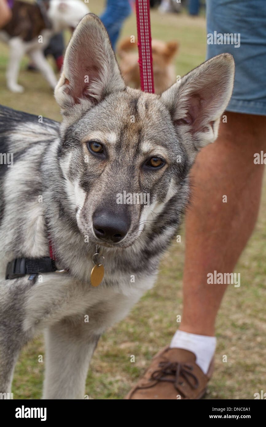 Nördlichen britischen Inuit Wolf Hund (Canis l. Familiaris). Selektiv gezüchtet Rasse mit Erscheinungsbild von Vorfahren Wolf C. lupus Stockfoto