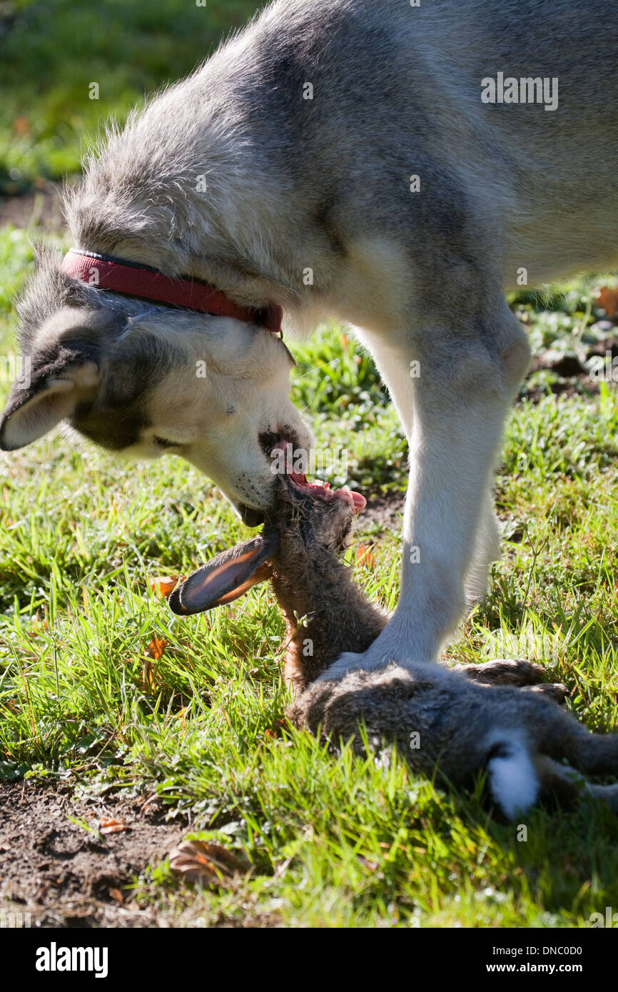 Haushund, Rasse; Siberian Husky (Canis Lupus Familiaris), mit der linken vorderen Fuß niederzuhalten und reißen Fleisch von Kaninchen. Stockfoto