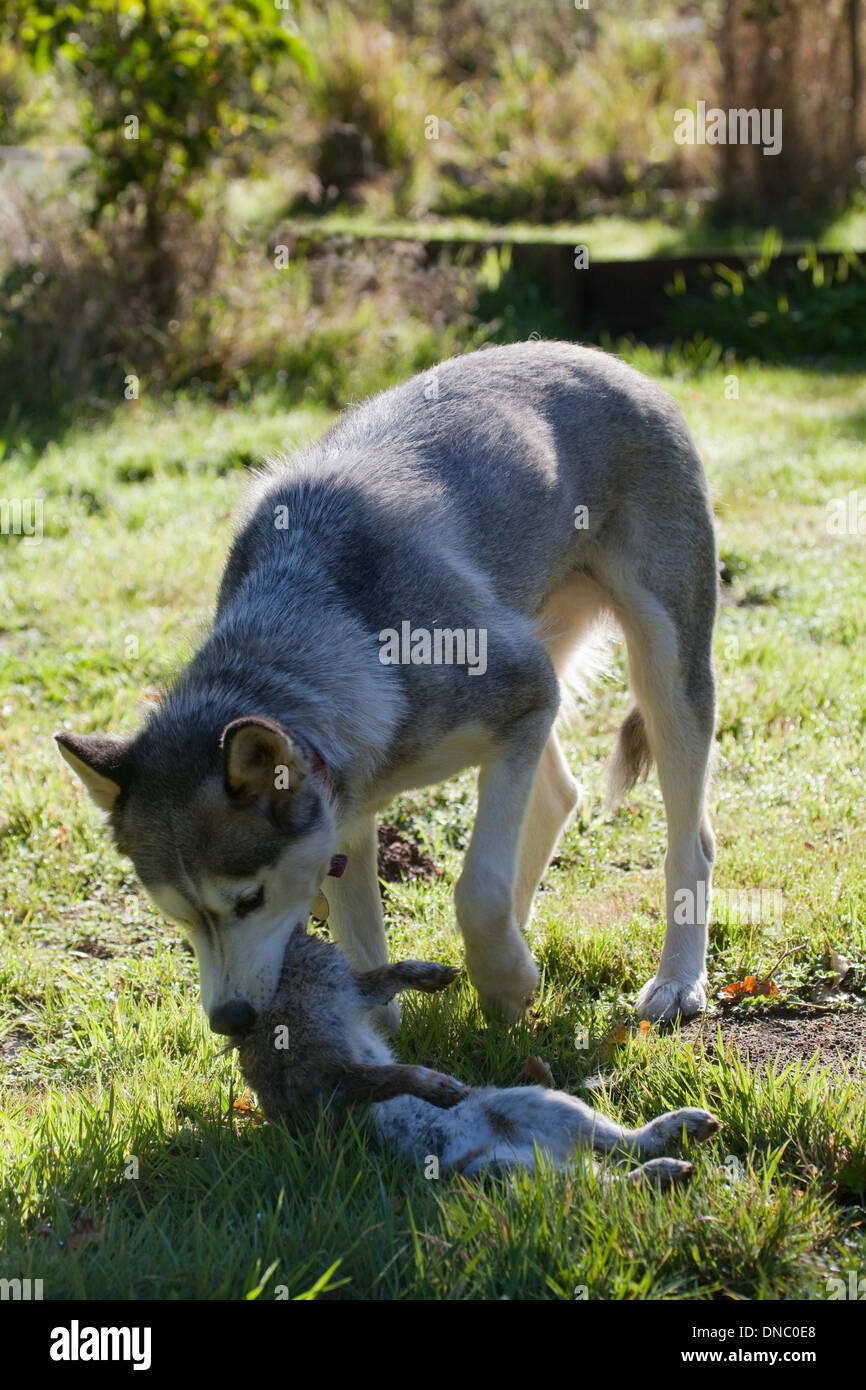 Siberian Husky (Canis Lupus Familiaris). Mit einem Kaninchen nur gefangen und getötet, und ungefähr zu essen. Stockfoto