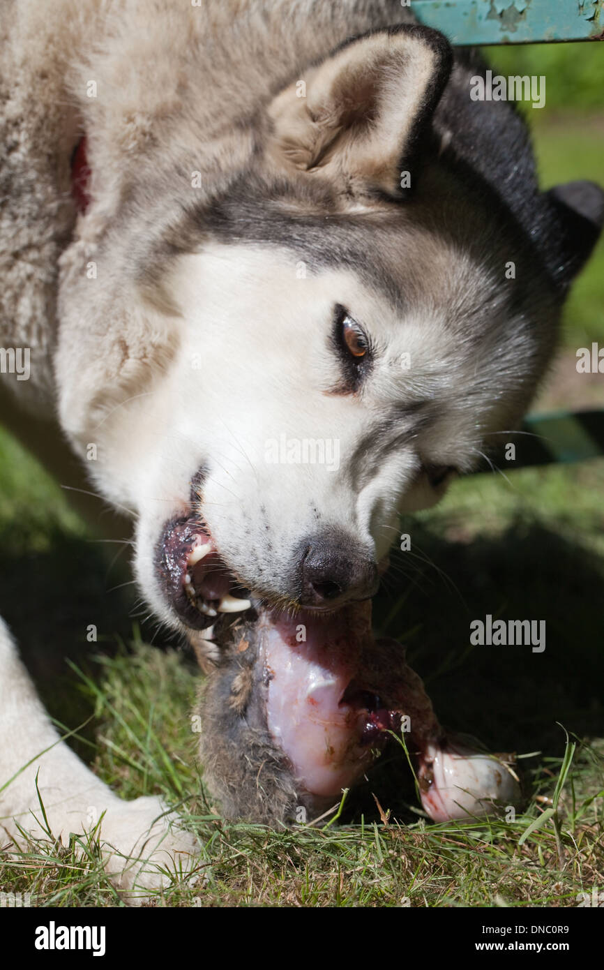Haushund, Rasse; Siberian Husky (Canis Lupus Familiaris), mit typische Zähne einer Gefangenen Kaninchen Karkasse aufzubrechen. Stockfoto