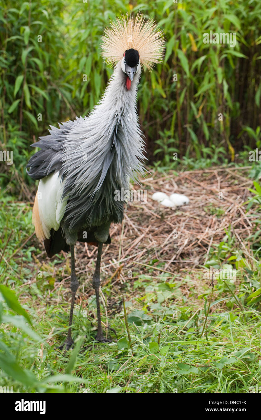 East African Grey gekrönter Kran (Balearica Regulorum Gibbericeps). Männlichen stehen neben Nest. Nationalvogel von Uganda. Stockfoto