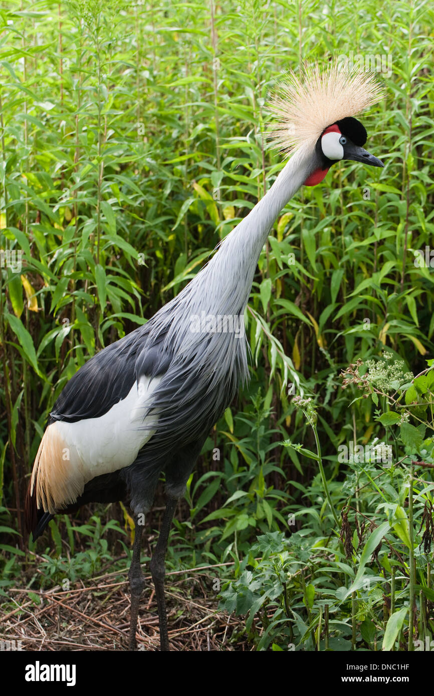 East African gekrönter Kran (Balearica Regulorum Gibbericeps). Männlichen stehen neben Nistplatz. Stockfoto