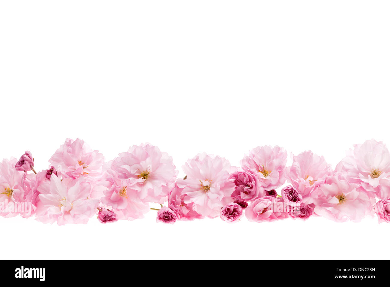 Reihe von Kirschblüten Blumen wie Blumen mit textfreiraum isoliert auf weißem Hintergrund Stockfoto
