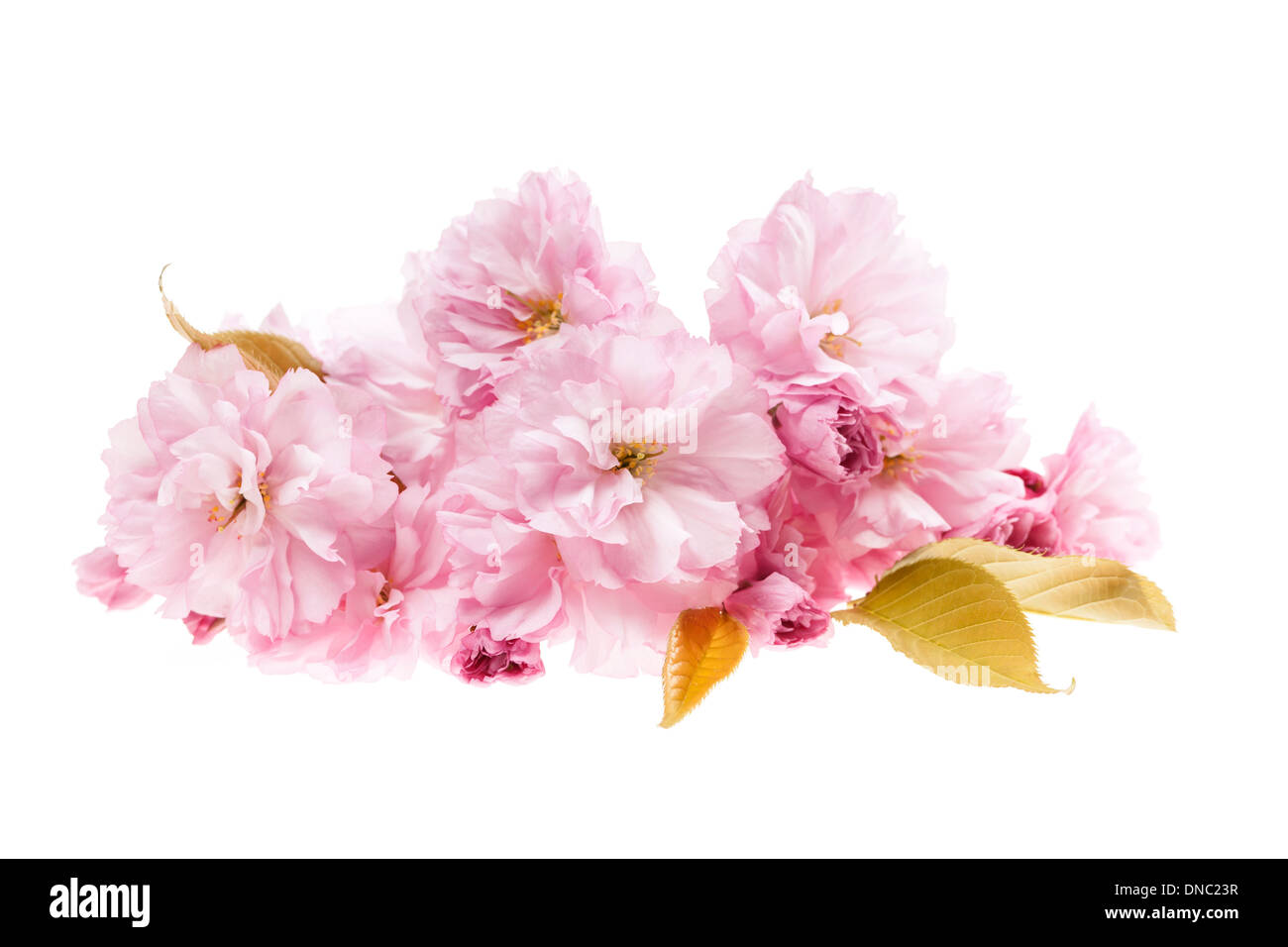 Rosa Kirschblüten Blumenarrangement isoliert auf weißem Hintergrund Stockfoto
