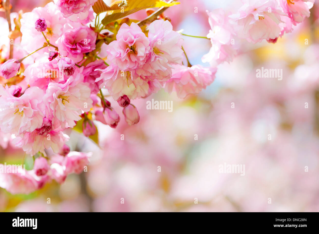 Rosa Frühlings-Hintergrund mit Kirschblüten Blumen auf blühenden Ast blühen im Obstgarten Stockfoto