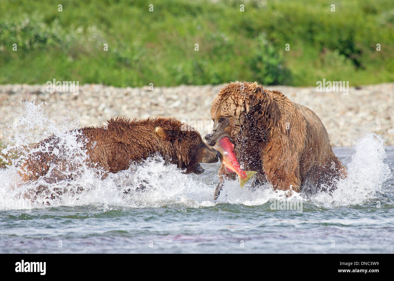 Alaskan Braunbären kämpfen über einen Lachs Stockfoto