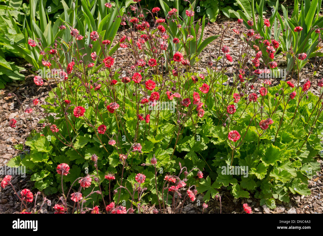 Geum-Flammen der Leidenschaft Stockfoto