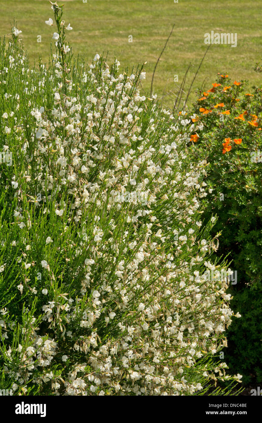 Cytisus Praecox Alba Stockfoto