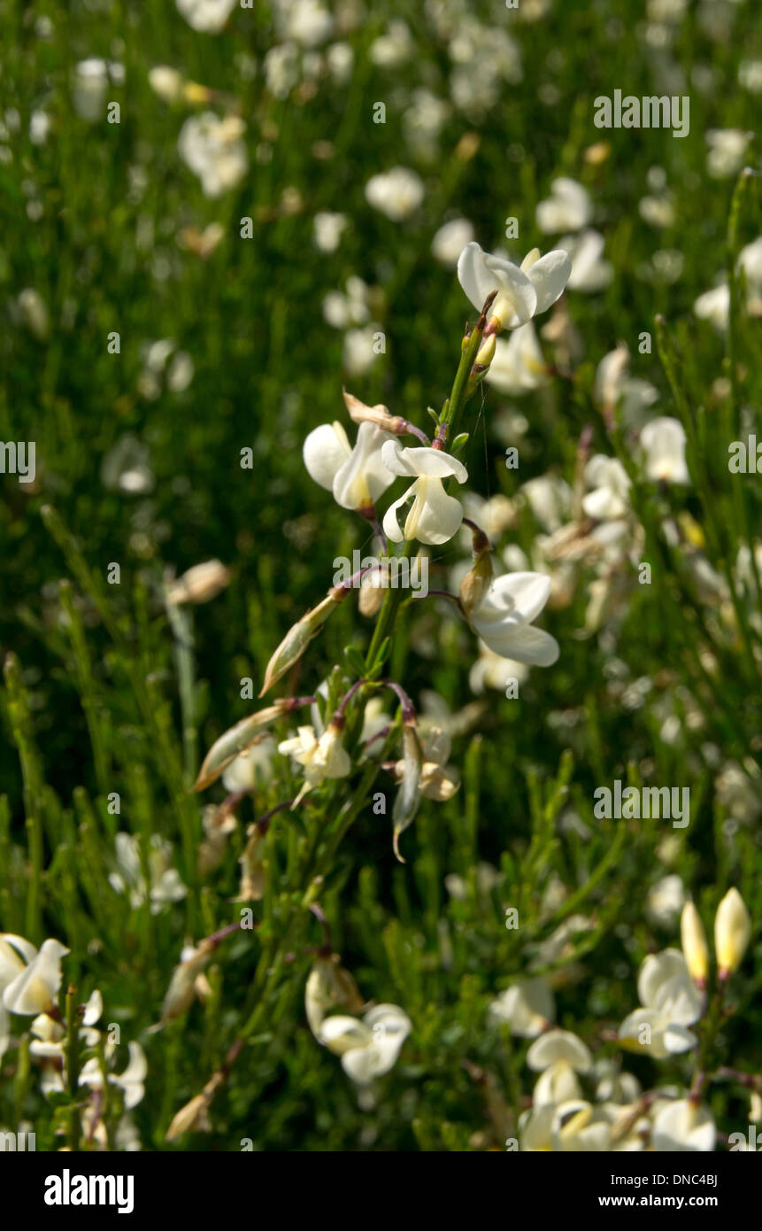 Cytisus Praecox Alba Stockfoto