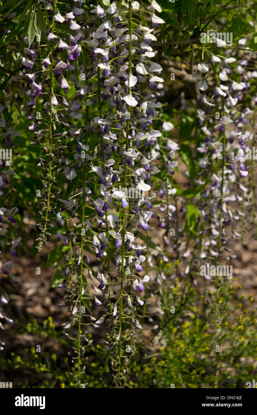 Wisteria floribunda Stockfoto