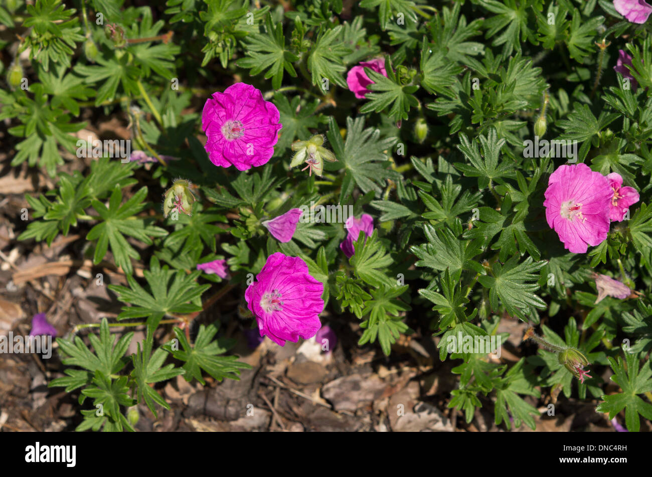 Geranium Sanguineum Hirten Warnung Stockfoto