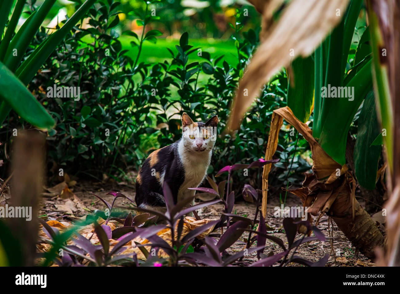 Katze Garten grün lila Blätter Baum starren einheimische Rasse Ägypten Stockfoto