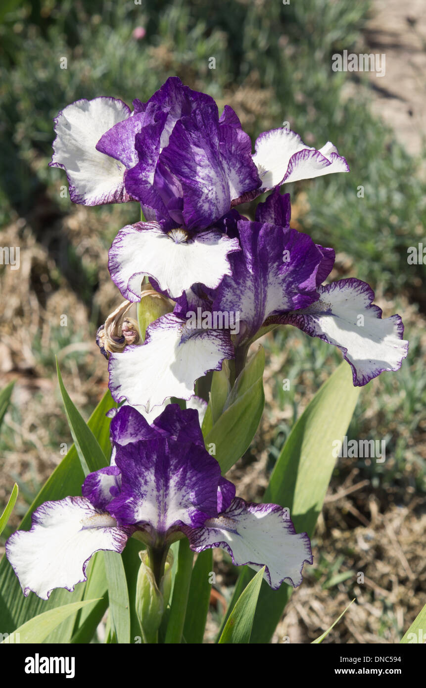 Iris seltene Ausgabe Stockfoto