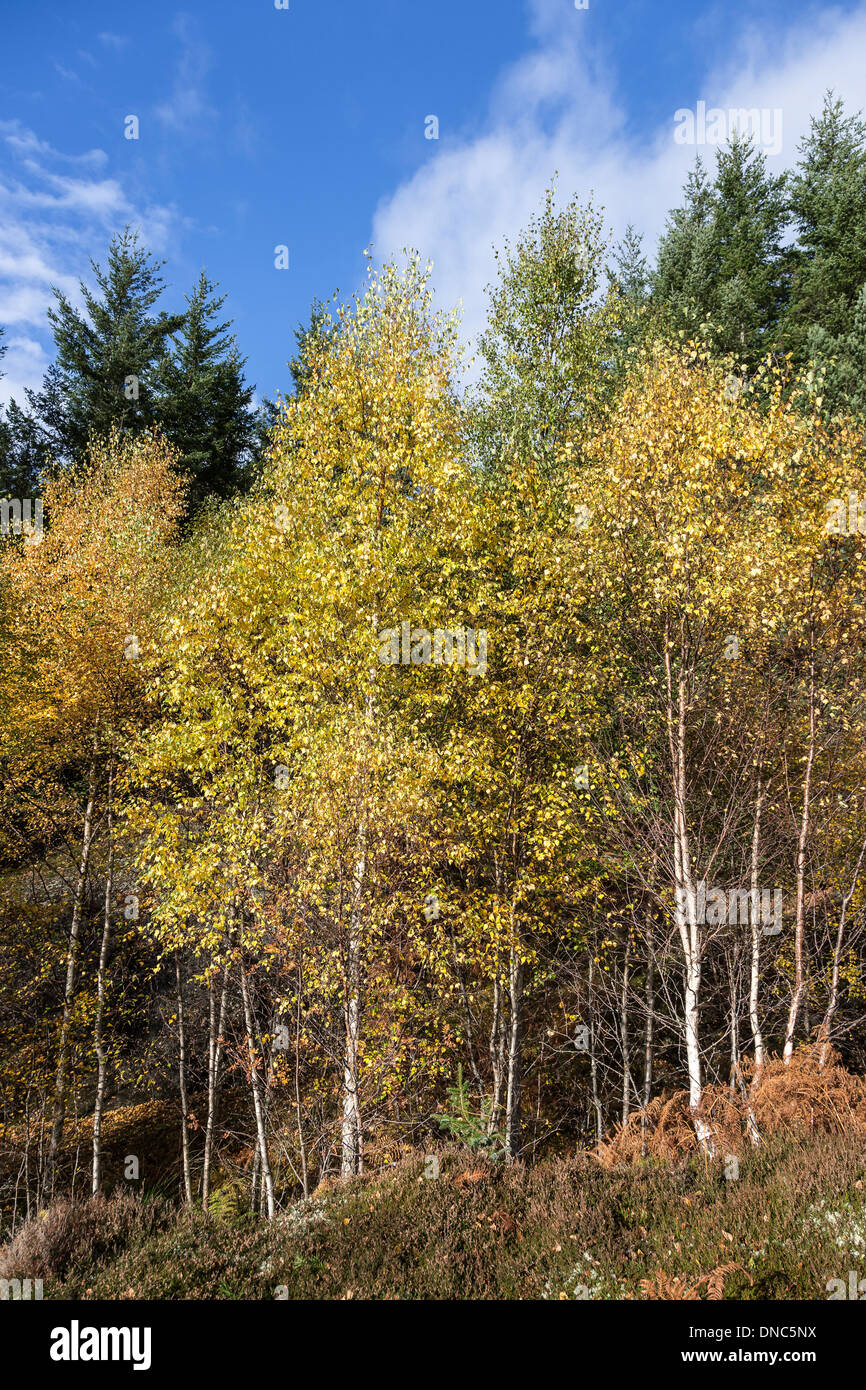 Herbstliche Bäume in der Cairngorms National Park of Scotland. Stockfoto