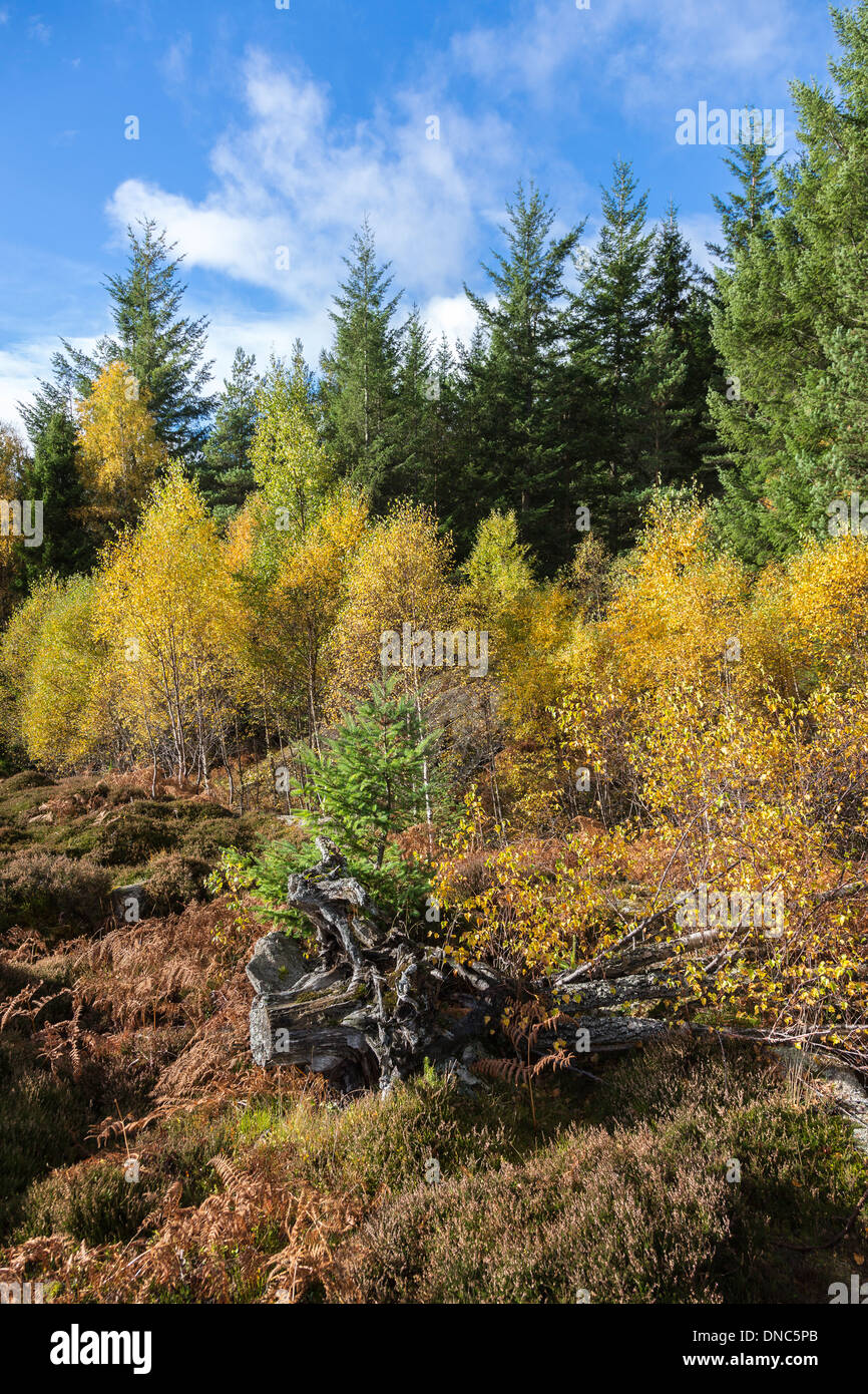 Herbstliche Bäume in Schottland. Stockfoto