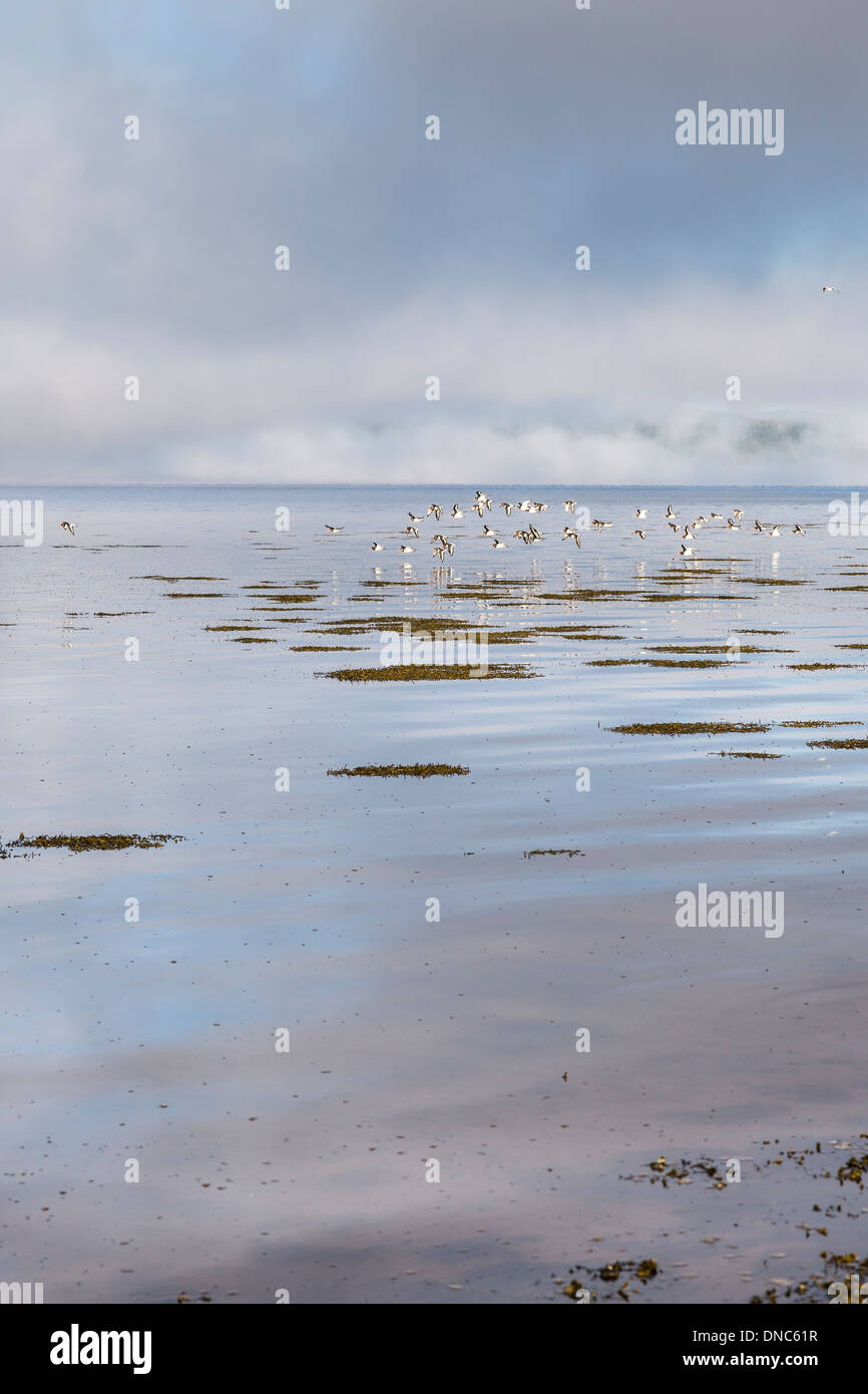 Auster-Catcher auf den Moray Firth in Schottland. Stockfoto