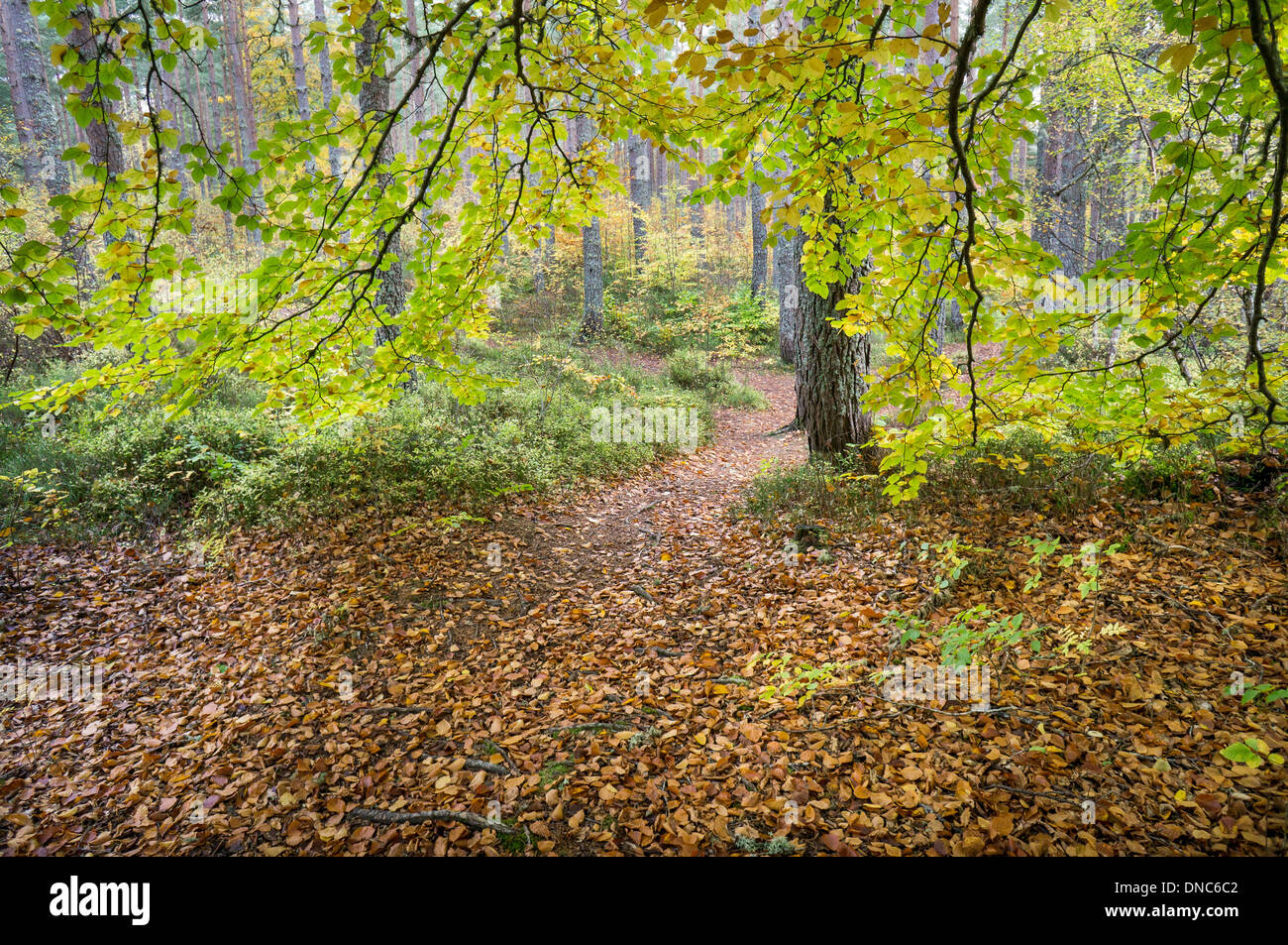 Herbst-Wald bei Torbreck in Schottland. Stockfoto