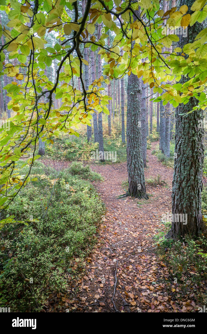 Herbst-Wald bei Torbreck in Schottland. Stockfoto