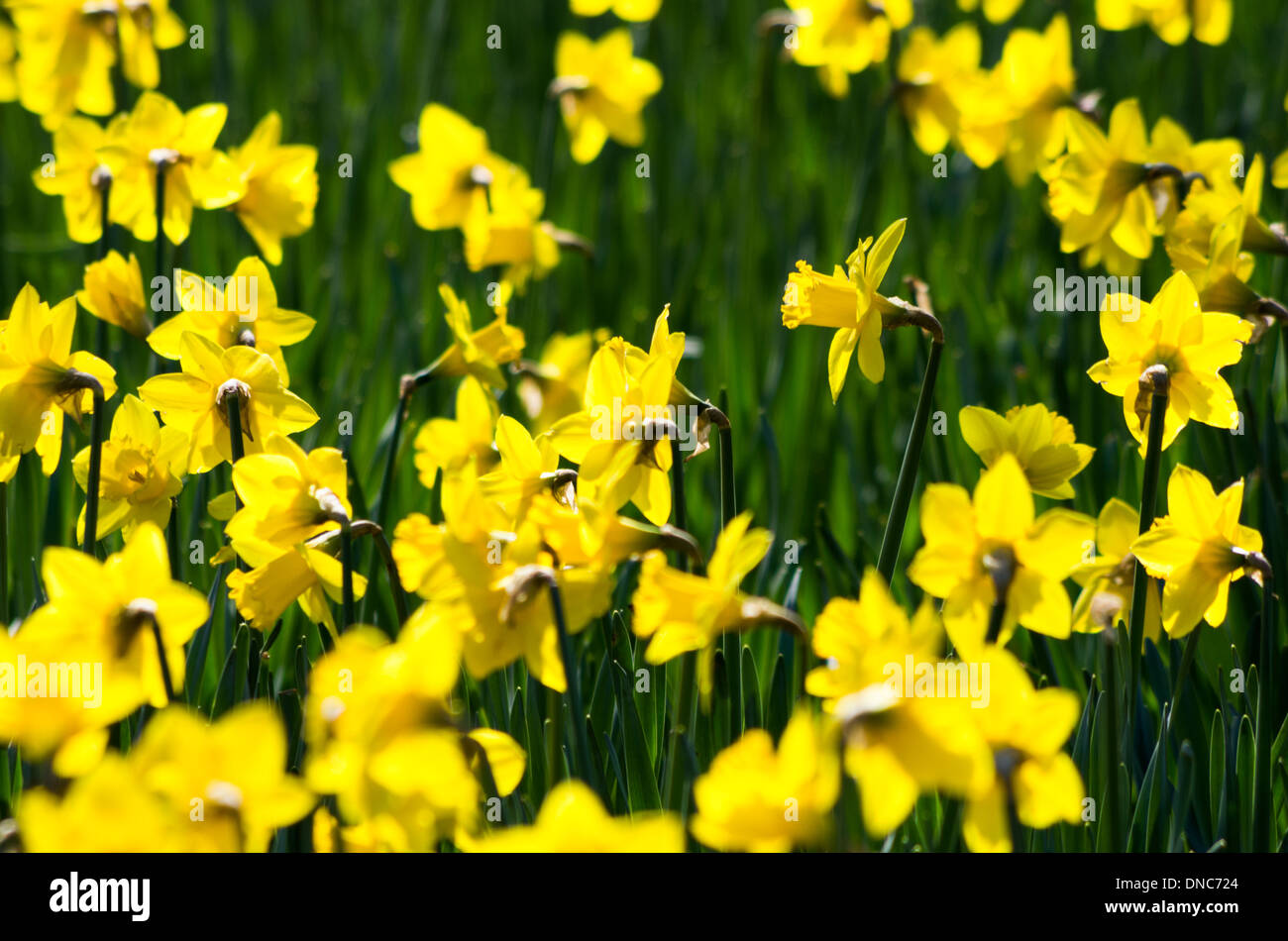 Ein Rahmen voll der Narzissen blühen in hellem Sonnenlicht. Stockfoto