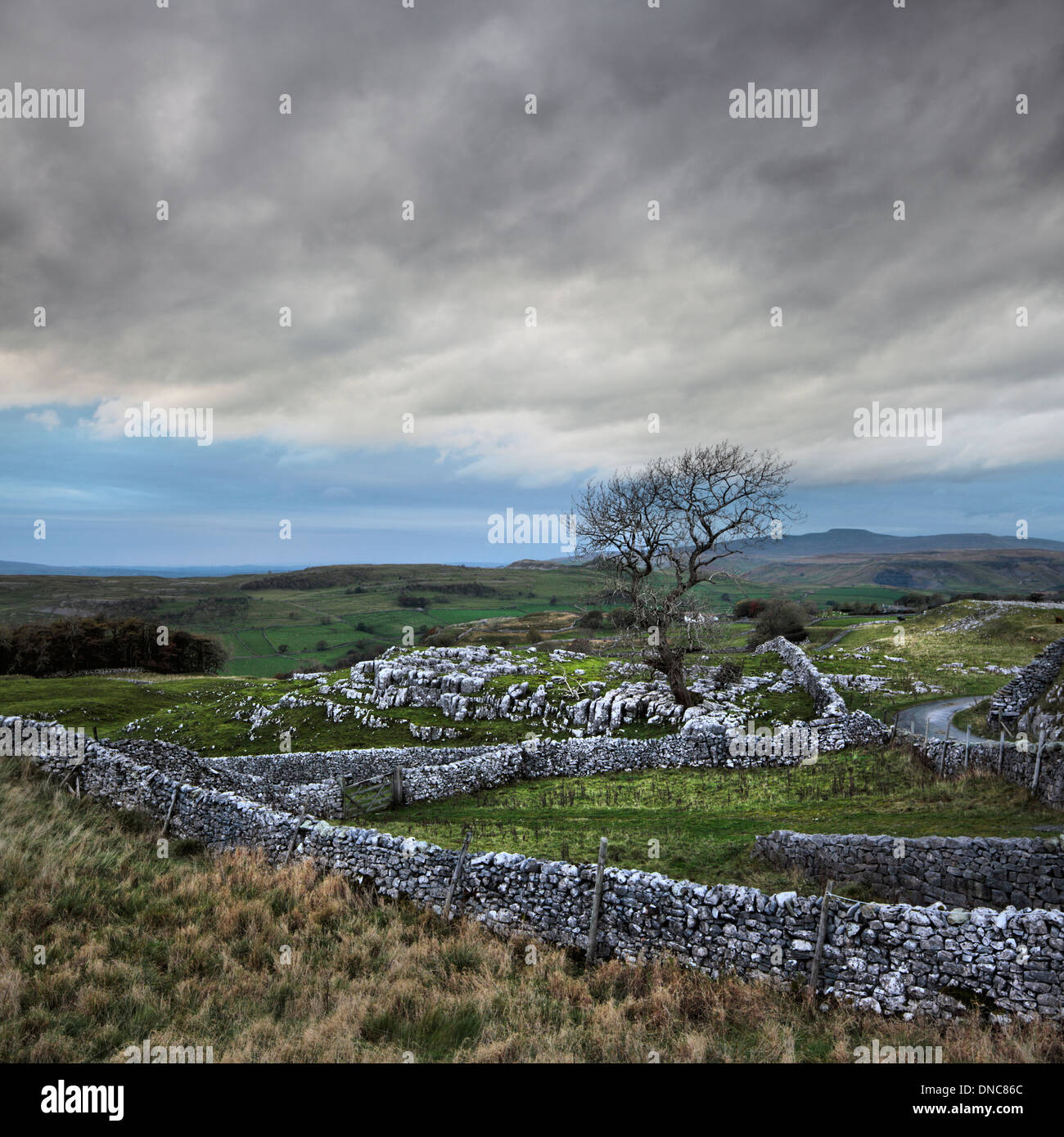 Einsamer Baum bei Winskill Steinen in der Nähe von Stainforth im englischen Yorkshire Dales Stockfoto