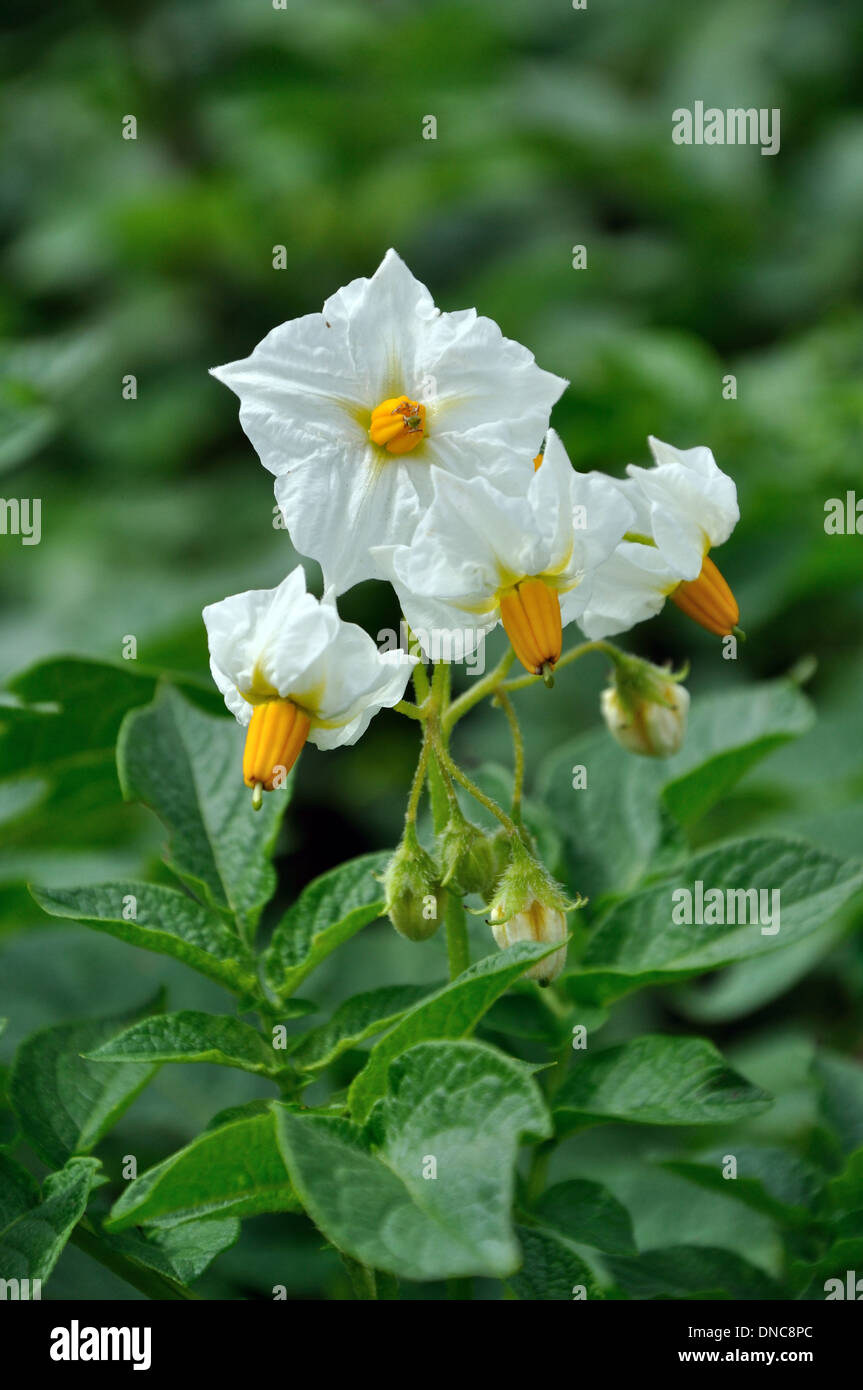 Kartoffel-Strauch mit weißen Blüten Stockfoto