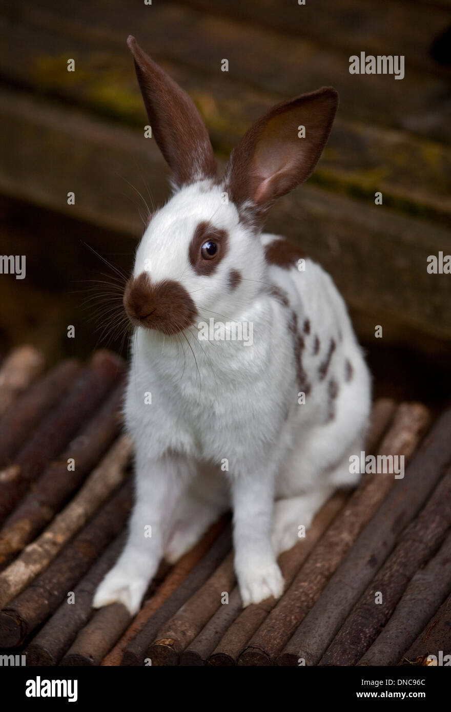 Schokolade Englisch Spot Rabbit juvenile Weibchen Stockfoto