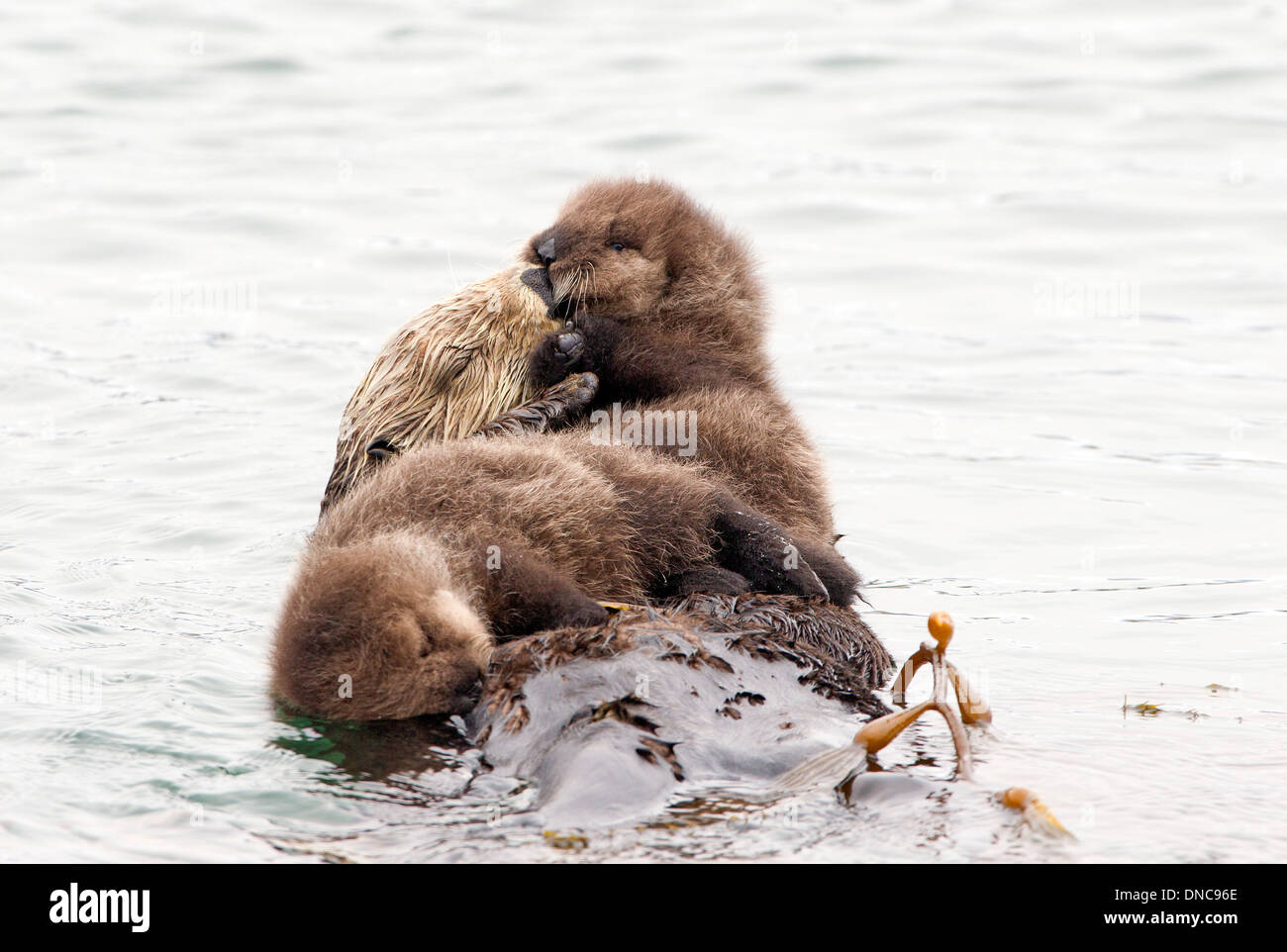Sea Otter Zwillinge ein sehr seltenes Ereignis Stockfoto