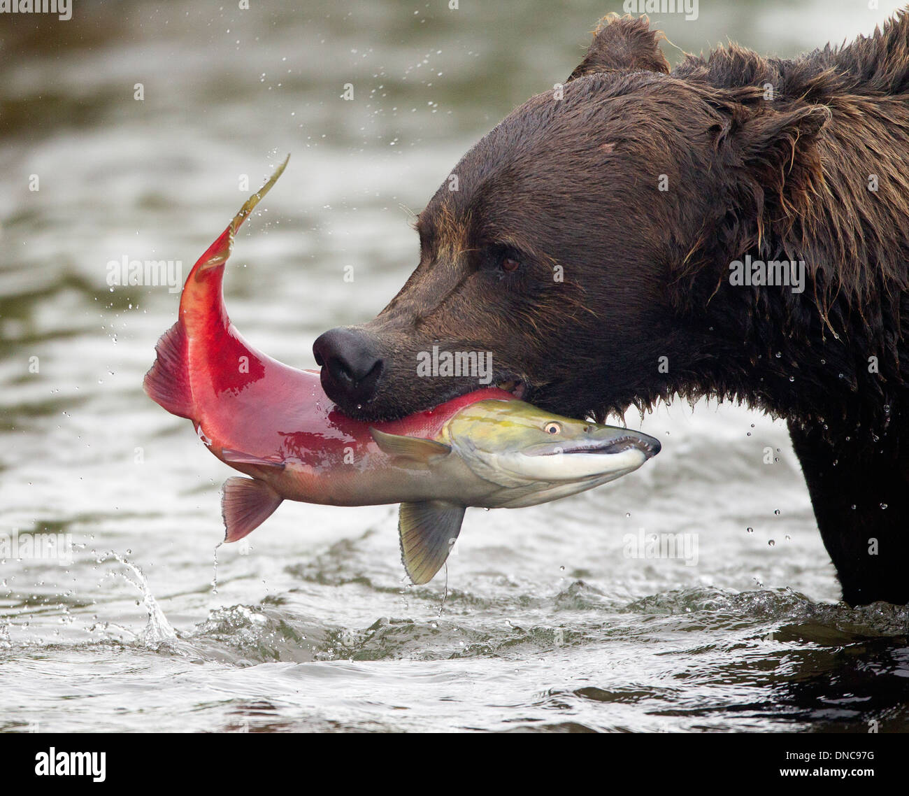 Alaska Braunbär Fang von Lachs Stockfoto
