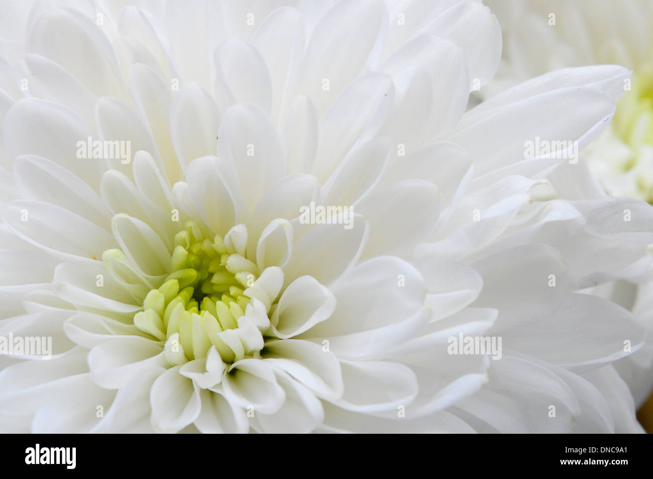 Nahaufnahme eines weißen Blütenblättern, Stempeln und Herz Blume von Aster für Hintergrund oder Textur Stockfoto