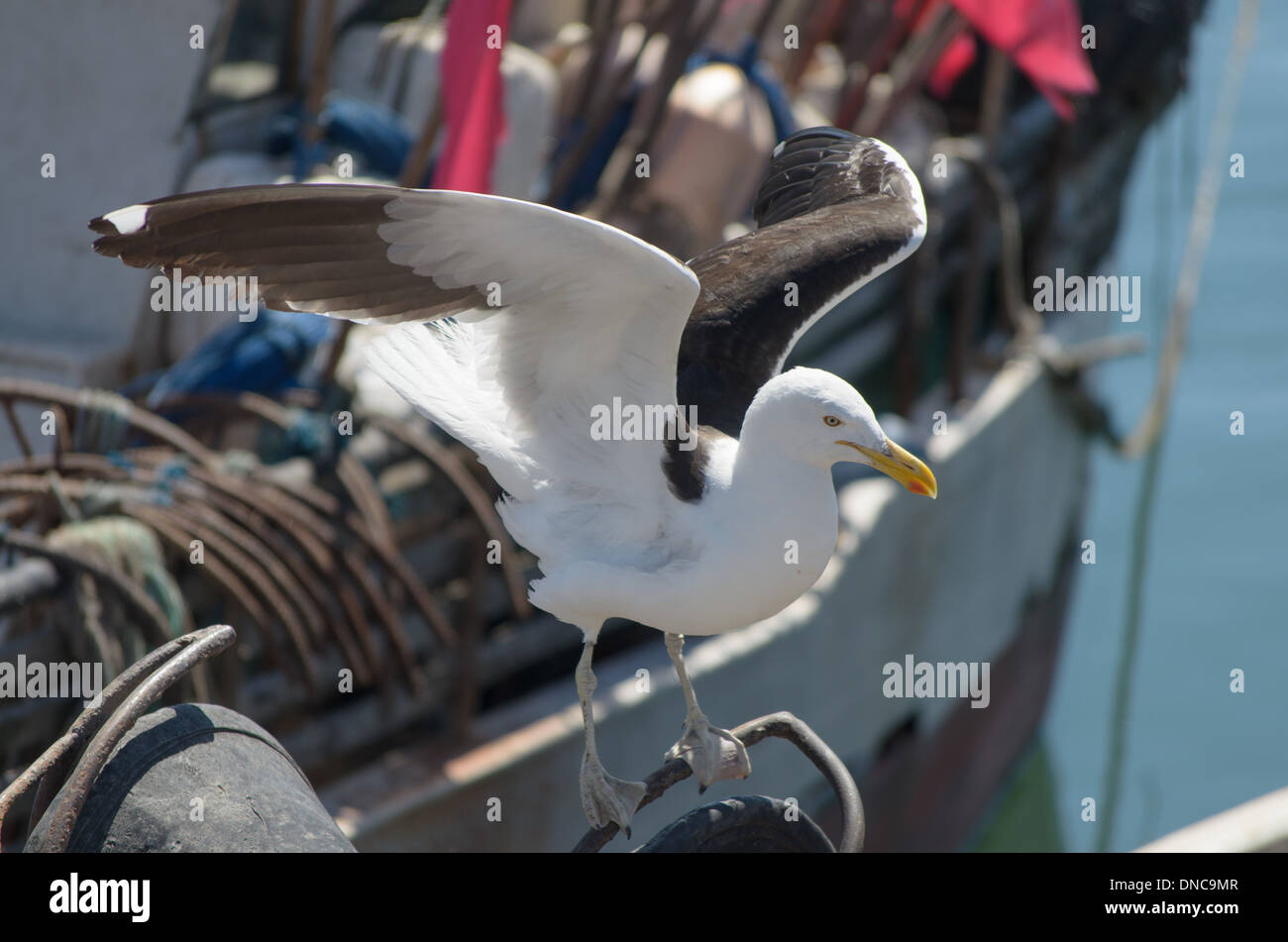Vogel mit Flügeln offen Nahaufnahme mit Angeln Schiff aus Fokus Hintergrund am Hafen von Punta del Este in Uruguay. Stockfoto