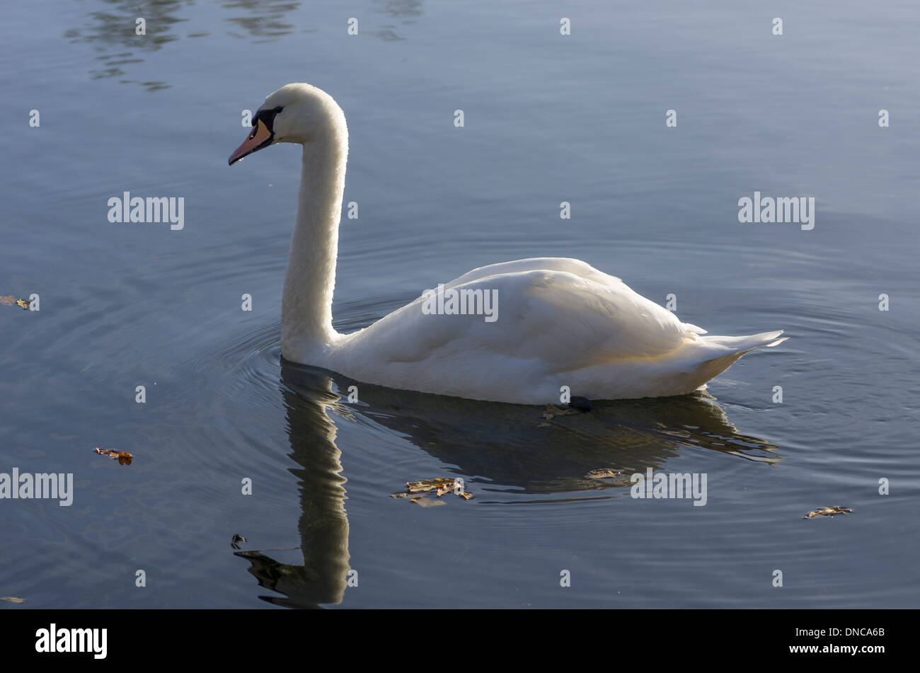 Weißer Schwan am unteren Moorsee, Wiltshire, UK. Stockfoto