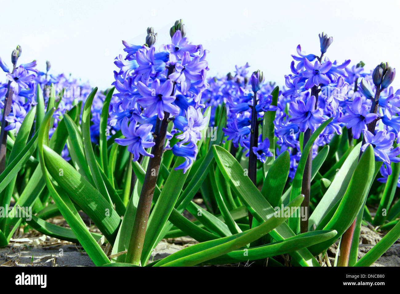 Frühling Zeit: bunte Blaue Hyazinthen, blühen auf volle Höhepunkt Noordwijkerhout, Südholland, Niederlande. Stockfoto