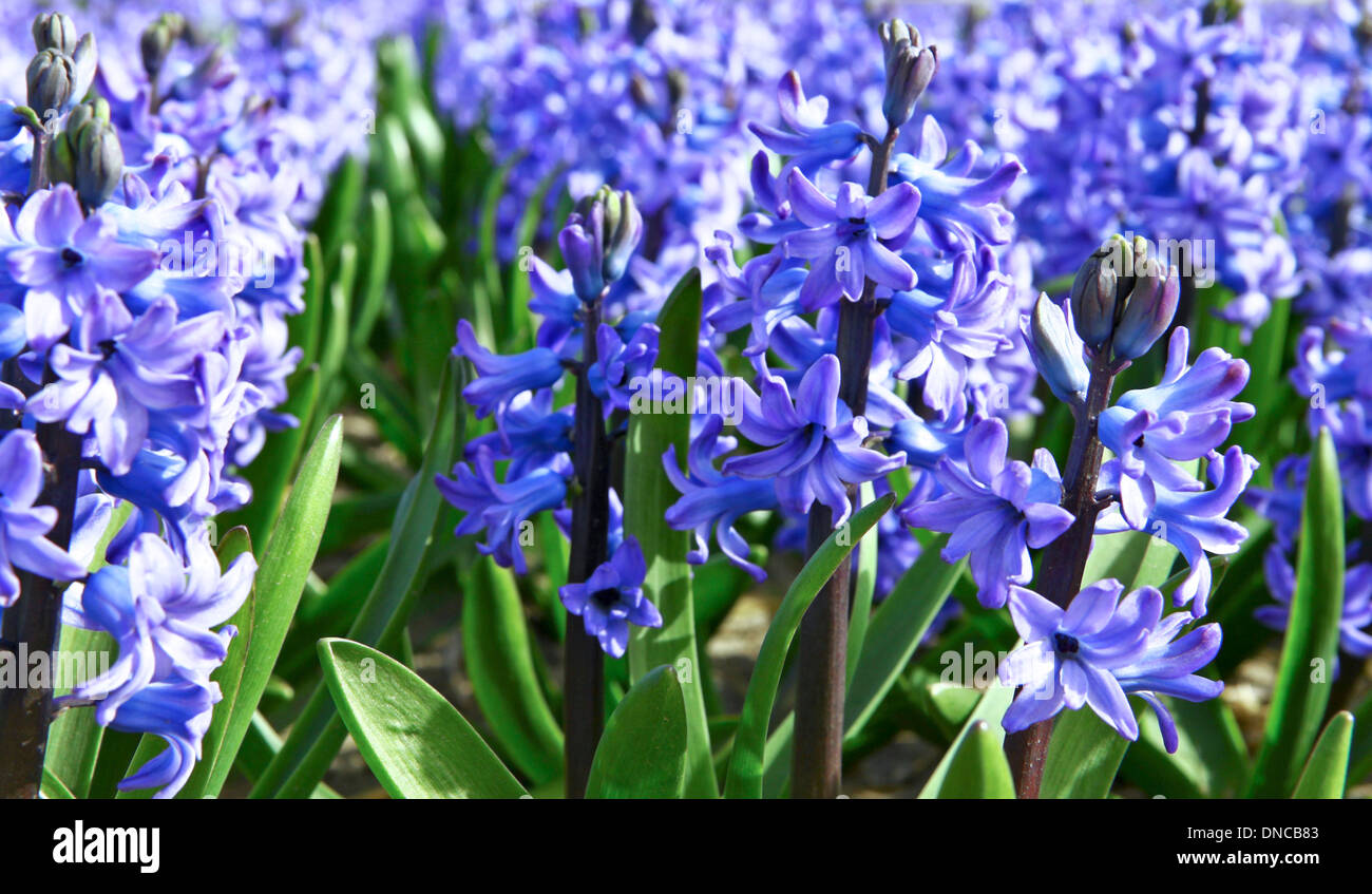Frühling Zeit: bunte Blaue Hyazinthen, blühen auf volle Höhepunkt Noordwijkerhout, Südholland, Niederlande. Stockfoto