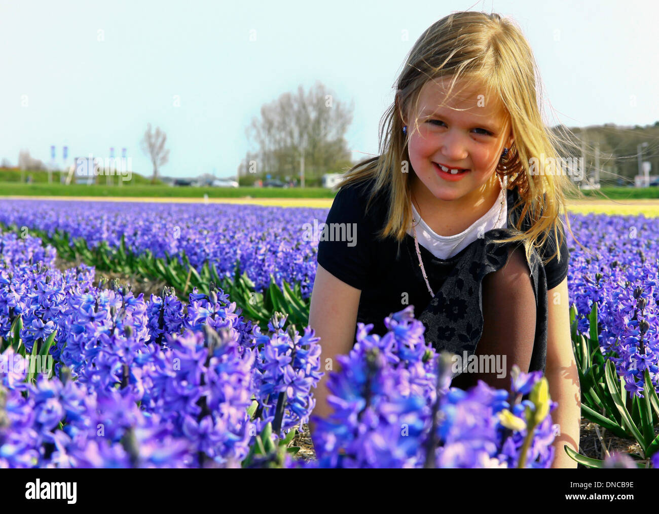 Kleines Mädchen sitzt zwischen Blaue Hyazinthen, Noordwijkerhout, Südholland, Niederlande. Stockfoto