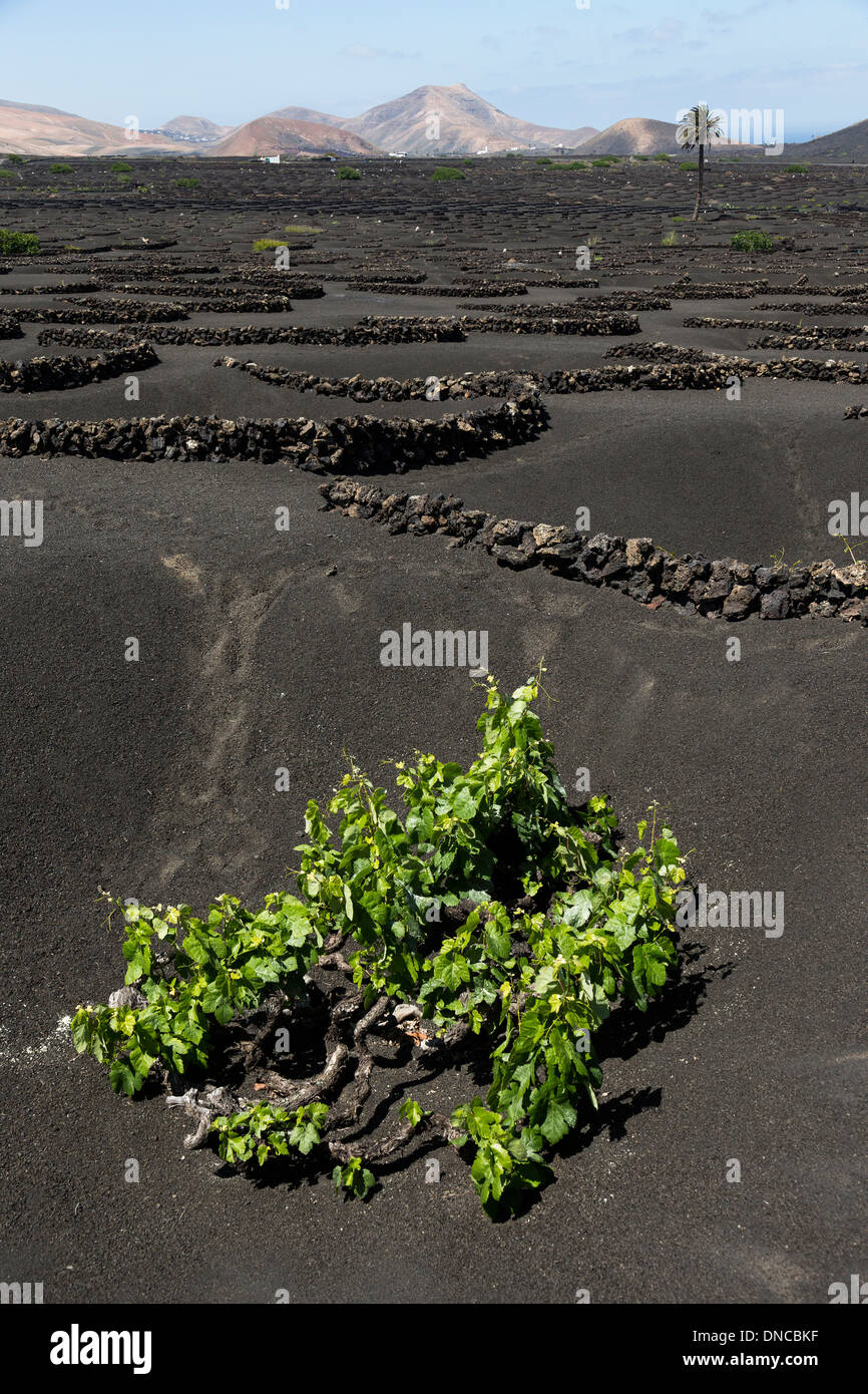 Weinbau auf vulkanischen Böden in Feuchtigkeit fallen, Lanzarote, Kanarische Inseln, Spanien Stockfoto