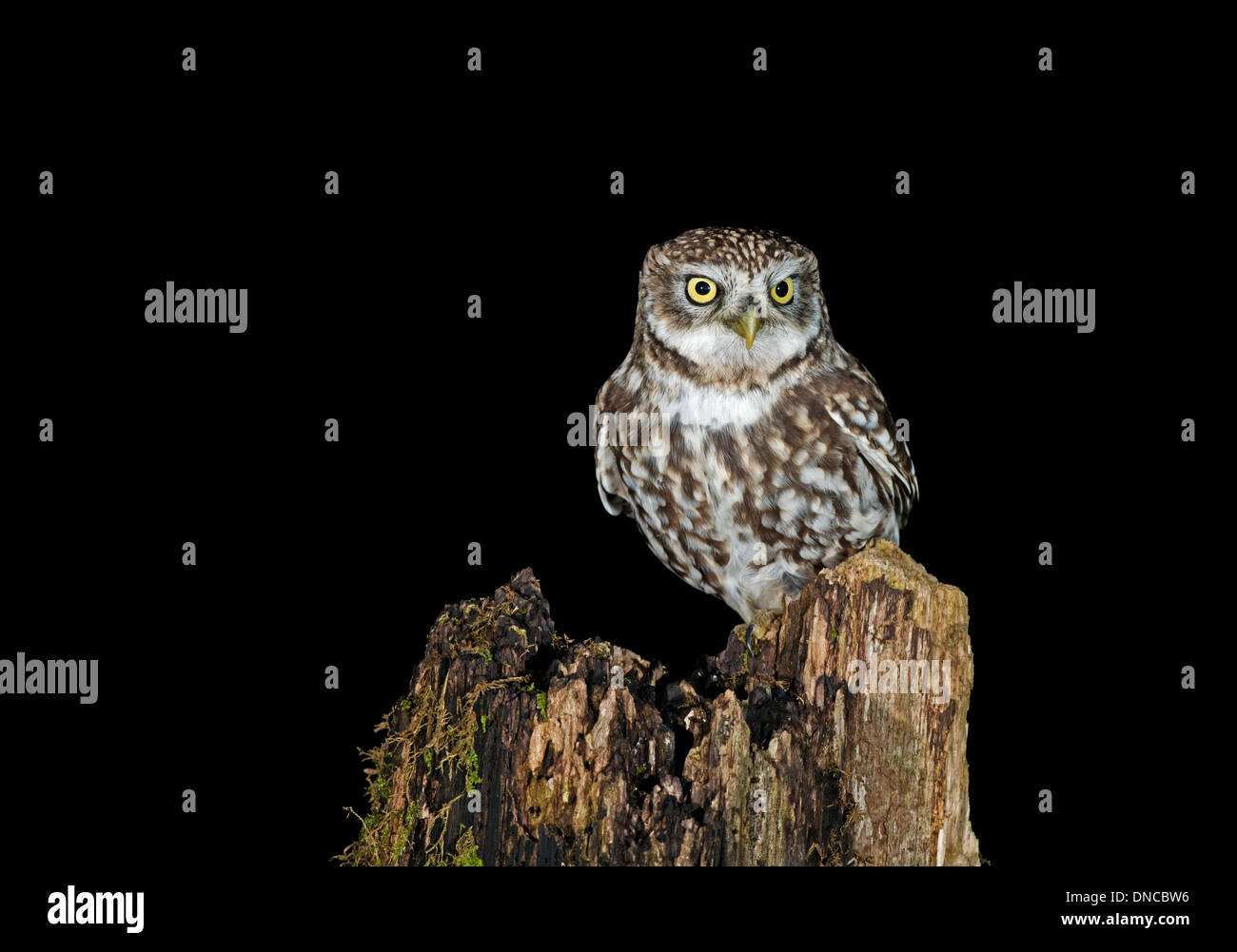 Steinkauz-Athene Noctua in der Nacht. UK Stockfoto