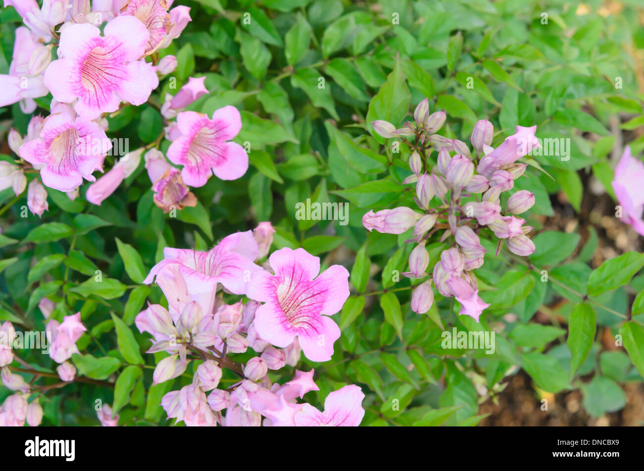 Eine blumenflora Fotos und Bildmaterial in hoher Auflösung Alamy