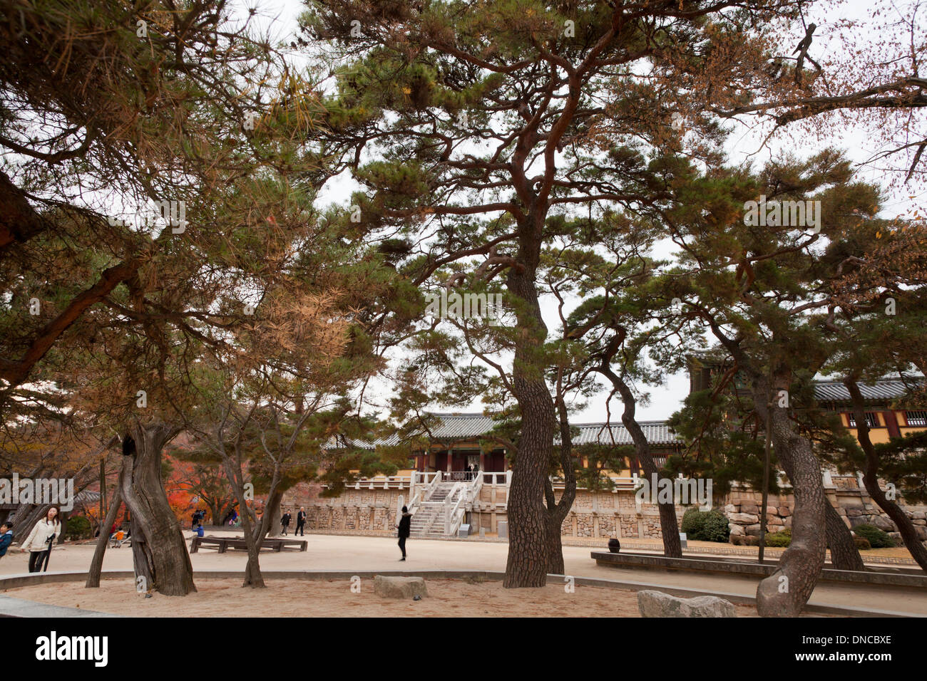 Koreanische Kiefern (Pinus koraiensis) vor Bulguksa Tempel, Tempel des Jogye Order des koreanischen Buddhismus - Gyeongju Südkorea Stockfoto