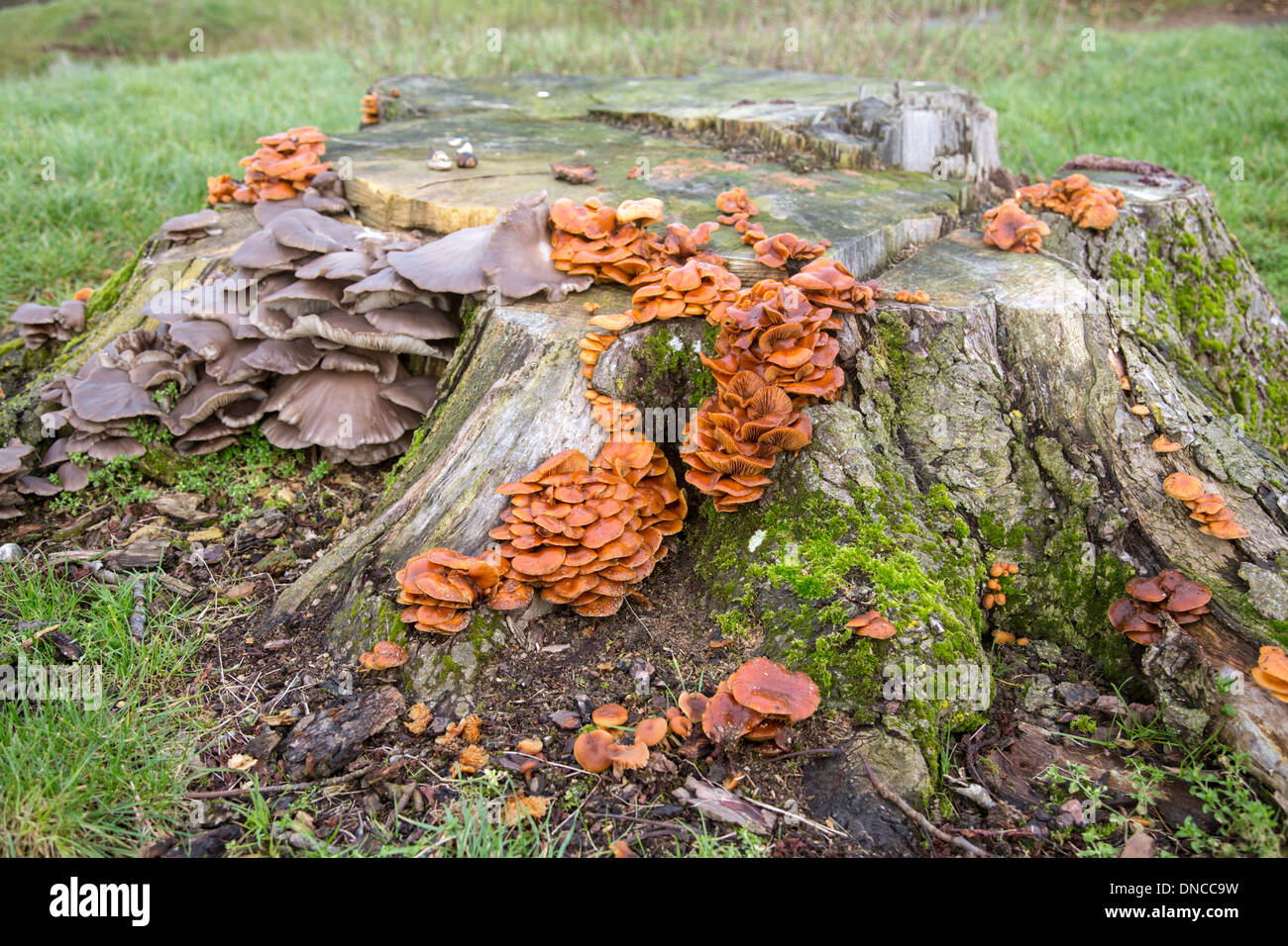 Pilze wachsen auf einem alten Baum stumpf, England, UK Stockfoto