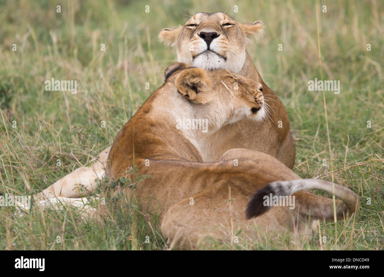 Big Cat Umarmungen - zwei Erwachsene Löwinnen teilen ein bewegender Moment Entspannung in der Masai Mara Game Reserve in Kenia, Afrika Stockfoto