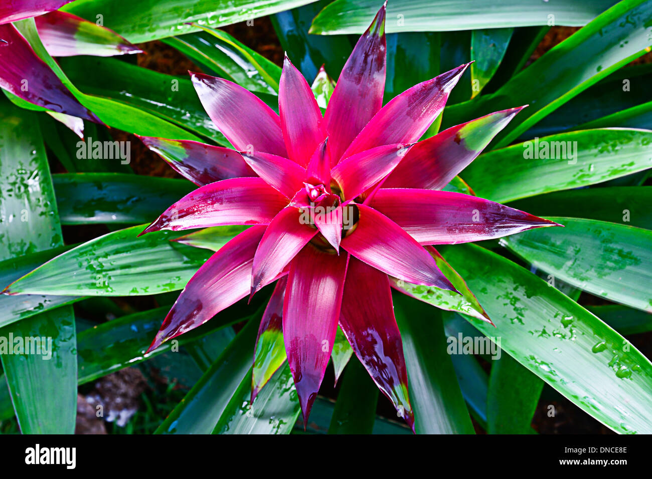 Nahaufnahme von rosa Bromelie Blume Stockfoto