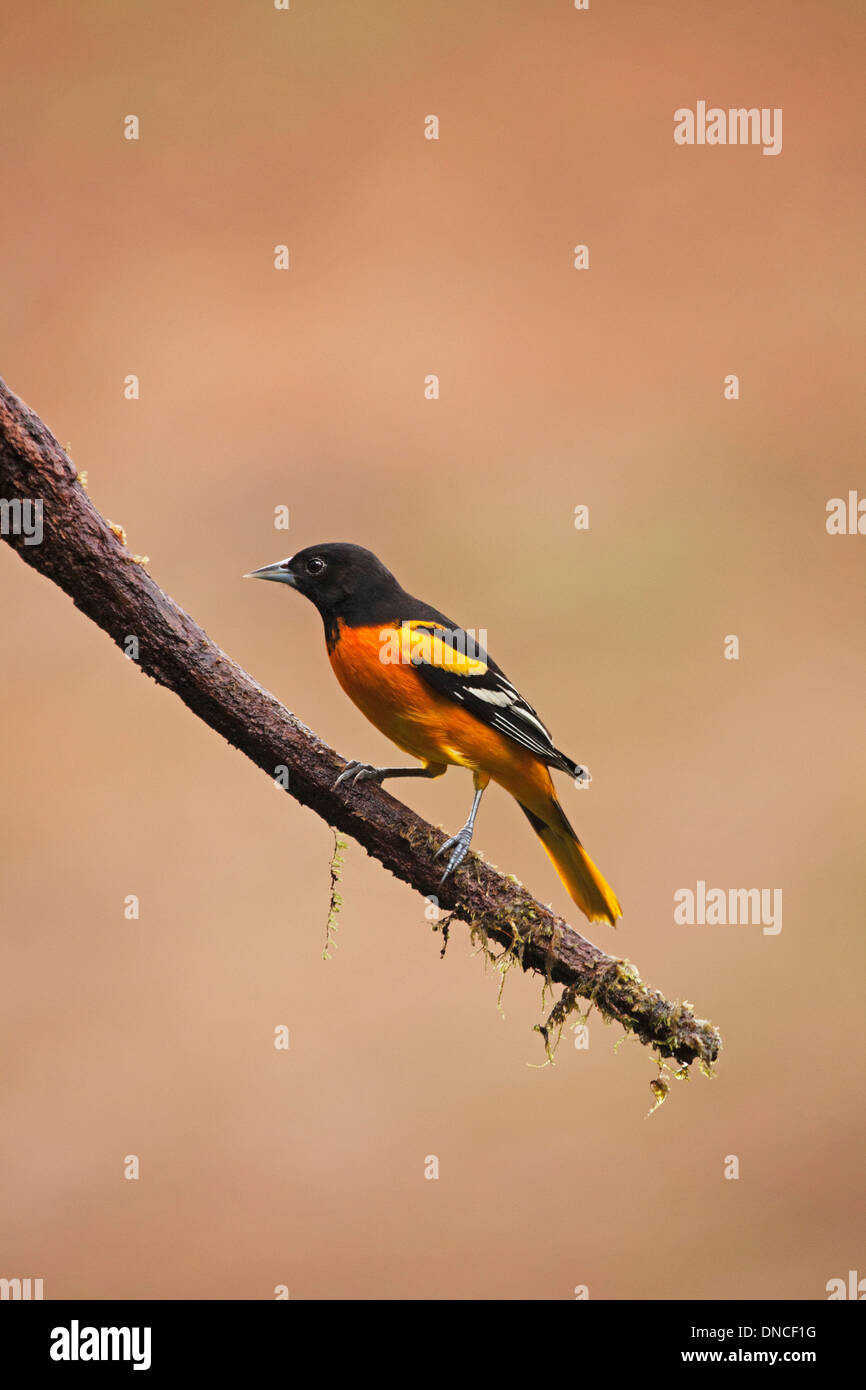 Baltimore Oriole männlichen thront auf Ast (Icterus galbula) Stockfoto