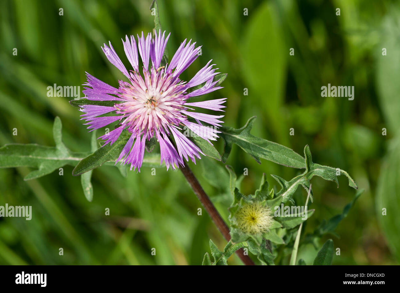 Tausendgüldenkraut Blume (Centaurea Pullata) Stockfoto